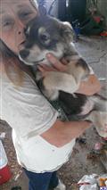 wolf dog puppy posted by lost carnie